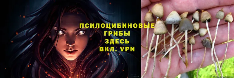 Псилоцибиновые грибы Psilocybe  Лобня 